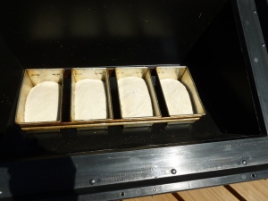 Overnight White Sourdough Bread in the SOS Sport solar oven